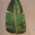 Tropical Banana Leaf